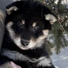 Jobi - Black and tan male Shiba Inu puppy in Winthrop, Minnesota from Kayobi Shibas