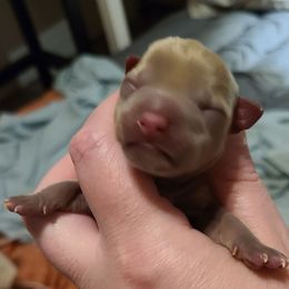 Girl 2 - Silver and white female Teddy Roosevelt Terrier puppy in Claremore, Oklahoma from Travelin' Man Terriers