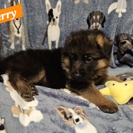 German Shepherd Puppies from Vom Schönen Hera German Shepherds