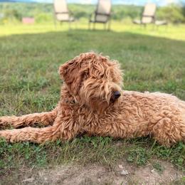 Hazel - Goldendoodle