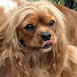 Molly - Cavalier King Charles Spaniel