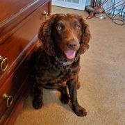 Sugar - Boykin Spaniel