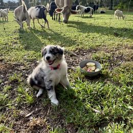 Miniature Australian Shepherd Puppies from Peace Creek Aussies