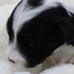 Cavalier King Charles Spaniels, Cavapoos, and Havanese from Grayfinn House