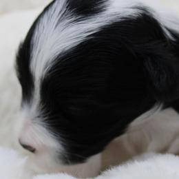 Cavalier King Charles Spaniels, Cavapoos, and Havanese from Grayfinn House