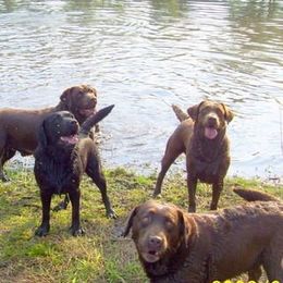 Labrador Retriever All Grown Up from Sampson Labrador Retrievers