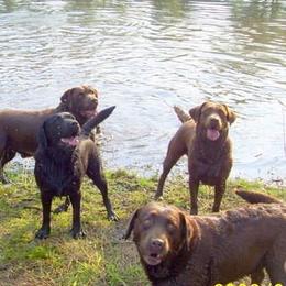 Labrador Retriever All Grown Up from Sampson Labrador Retrievers