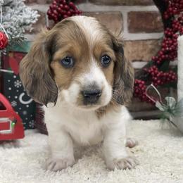 Kurt - Dapple male Dachshund puppy in Industry, Illinois from KDKs Kennels