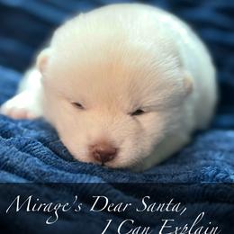 Girl 2 - Cream female Shiba Inu puppy in Gladewater, Texas from Mirage Siberians