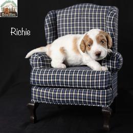 Richie - Apricot male Australian Labradoodle puppy in Cashmere, Washington from Mountain Home Doodles