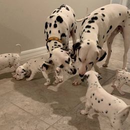 Dalmatians from Dalmatian Pandas