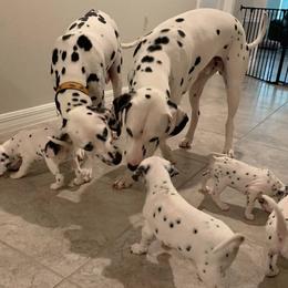 Dalmatians from Dalmatian Pandas