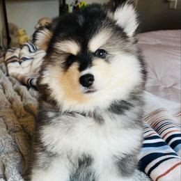 Driggs - Black and white male Pomsky puppy in Rathdrum, Idaho from Smart Pomskies and Frenchies