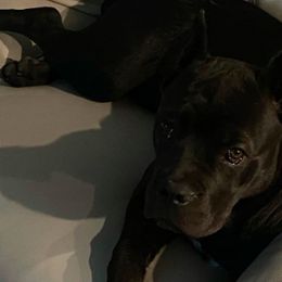 Cane Corso from Edwin Jody Thomas