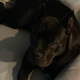 Cane Corso from Edwin Jody Thomas