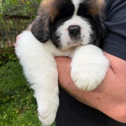 Van Gogh - Mahogany and white male Saint Bernard puppy in North Beach, Maryland from Mt.Harmony Saint Bernards