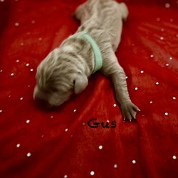 Gus - Silver gray male Weimaraner puppy in Aitkin, Minnesota from Whispering’s GunDogs