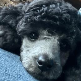 Poodles from Huck’s Pups