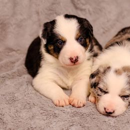 Border Collie Puppies from Wandering Meadows Farm