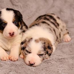 Border Collie Puppies from Wandering Meadows Farm