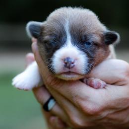 Deuce - Sable male Pembroke Welsh Corgi puppy in Star City, Arkansas from Say When Corgi Co.