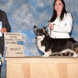 Zepplin - Pembroke Welsh Corgi