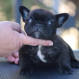 Peewee - Brindle male French Bulldog puppy in Pueblo, Colorado from Double B Bulldogs