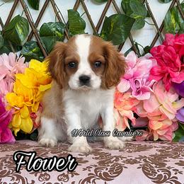 Sasha - Blenheim female Cavalier King Charles Spaniel puppy in Hollywood, Florida from World Class Cavaliers
