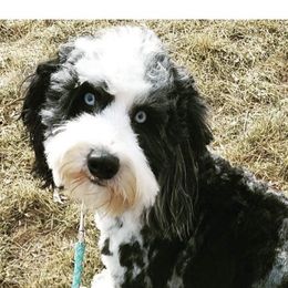Murphy - Aussiedoodle