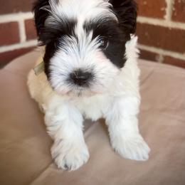 Miniature Schnauzer and Schnoodle Puppies from Behind the Beard Schnauzers