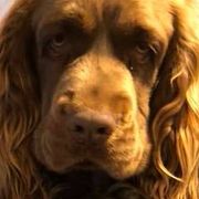 Labrador Retrievers and Sussex Spaniels from Marstad