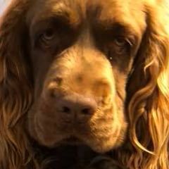 Labrador Retrievers and Sussex Spaniels from Marstad