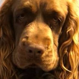 Labrador Retrievers and Sussex Spaniels from Marstad