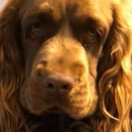 Labrador Retrievers and Sussex Spaniels from Marstad
