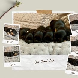 Shih Tzu Puppies from The Anderson Farms Kennel