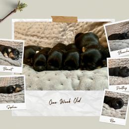 Shih Tzu Puppies from The Anderson Farms Kennel