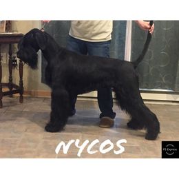 Nycos  - Giant Schnauzer