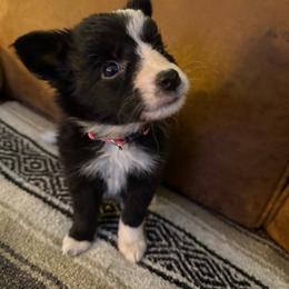 Pegasus - Black and white female Border Collie puppy in Grapeview, Washington from Athena’s Collies