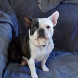 Loki - French Bulldog