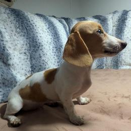6 Rose - Piebald female Dachshund puppy in Central Point, Oregon from MRS Long Dog Ranch