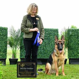 Thunder - German Shepherd