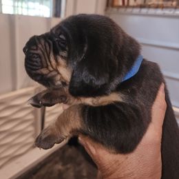 Blue male - Black and tan male Bloodhound puppy in Freeport, Ohio from Sullivan's Bloodhounds