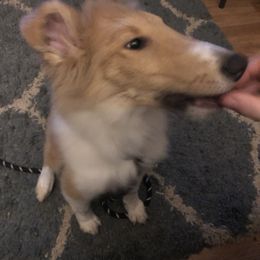 Collie Puppies from Highland Moor Kennel
