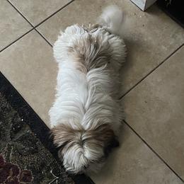 Ace - Shih Tzu