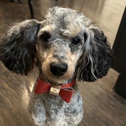 Parker - Poodle