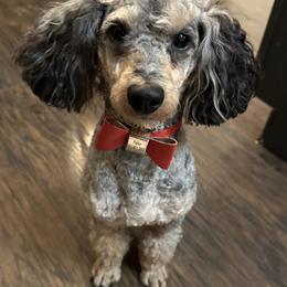 Parker - Poodle