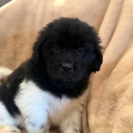 Hazel - White and black female Newfoundland puppy in Brandenburg, Kentucky from Amanda's Newfoundlands