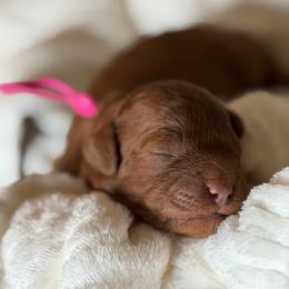 Mary (pink collar) - Red female Cavapoo puppy in Mouth Of Wilson, Virginia from HoneyBunn Doodle Co.