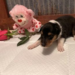 Collie Puppies from A/K Rough Collies