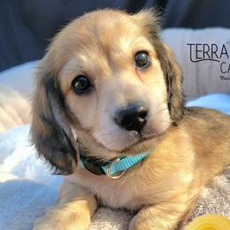 Macaroni - Cream male Dachshund puppy in Parma, Idaho from Terracane Dachshunds & Sunwell Golden Retrievers